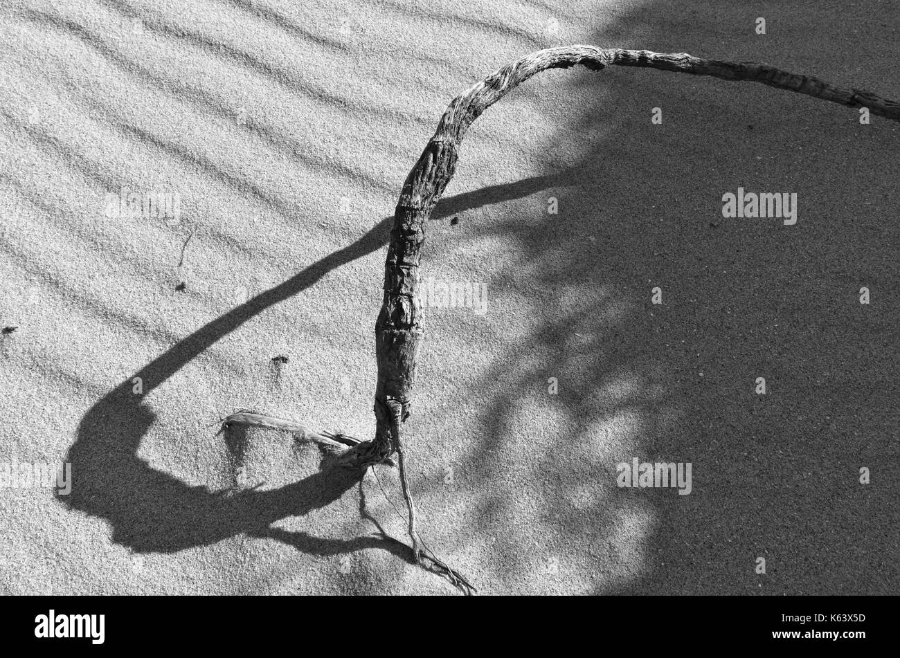 Infinity symbol created by the shadow effect of a root, on a beach dune. Algarve, Portugal Stock Photo
