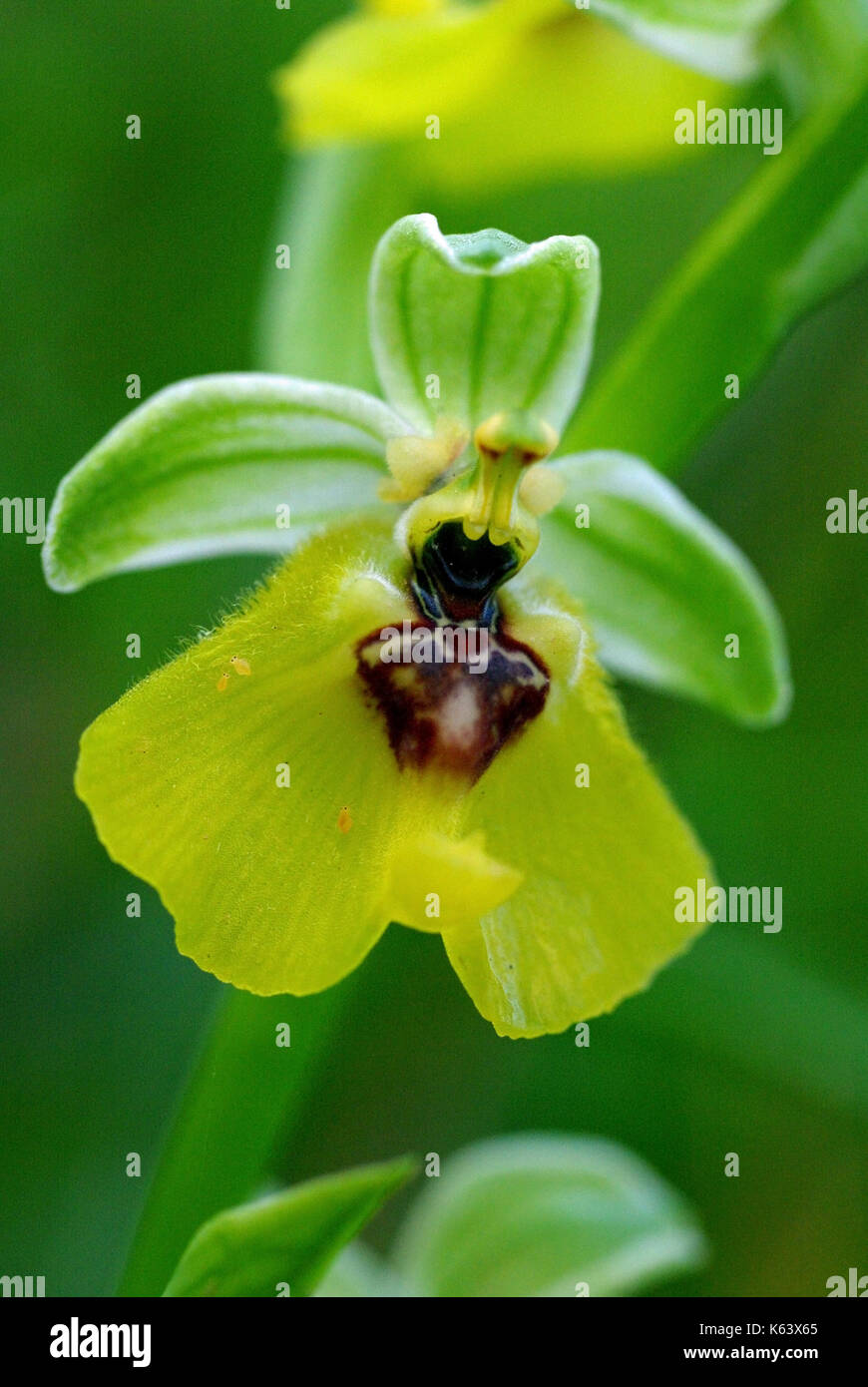 This is the wild orchid Ophrys lacaitae, the Lacaita's Ophrys; also regarded as a subspecies of Ophrys fuciflora, family: Orchidaceae Stock Photo
