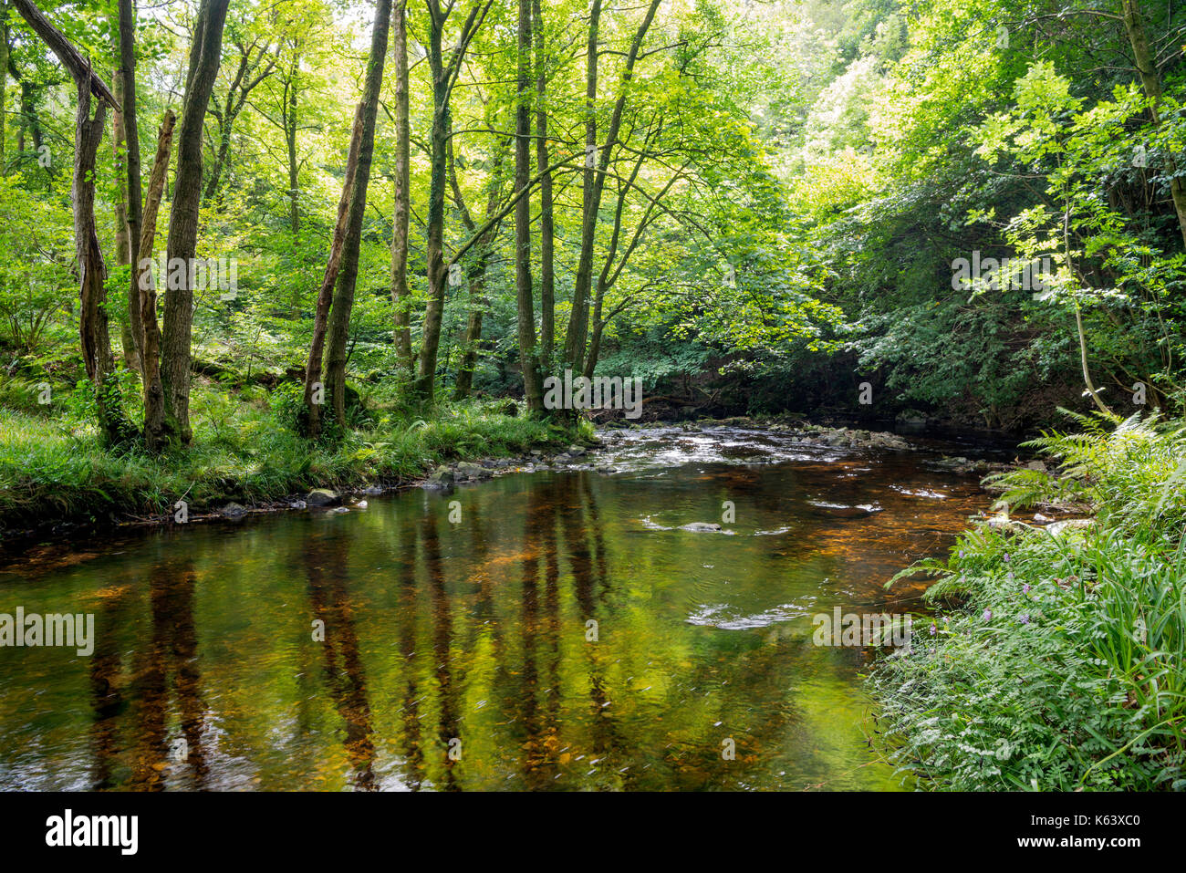 River flowing through woodland hi-res stock photography and images - Alamy