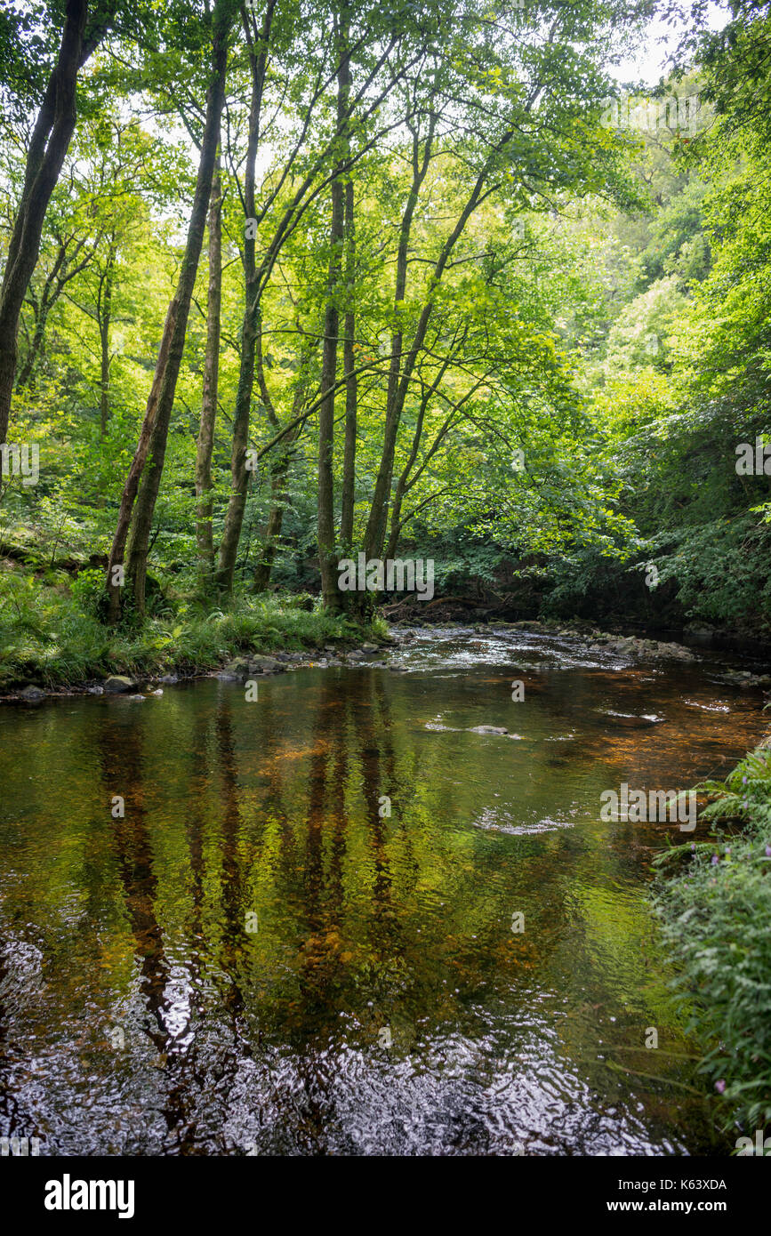 River flowing through woodland hi-res stock photography and images - Alamy