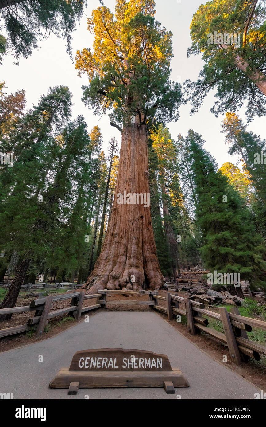 Giant Sequoia General Sherman in Sequoia National park, California Sierra Nevada. Stock Photo