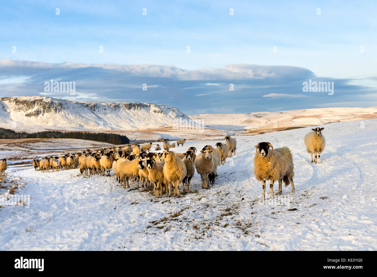 Sheep Waiting for Their Winter Feed with Cronkley Fell Behind, Forest-in-Teesdale, Upper Teesdale, County Durham, UK Stock Photo