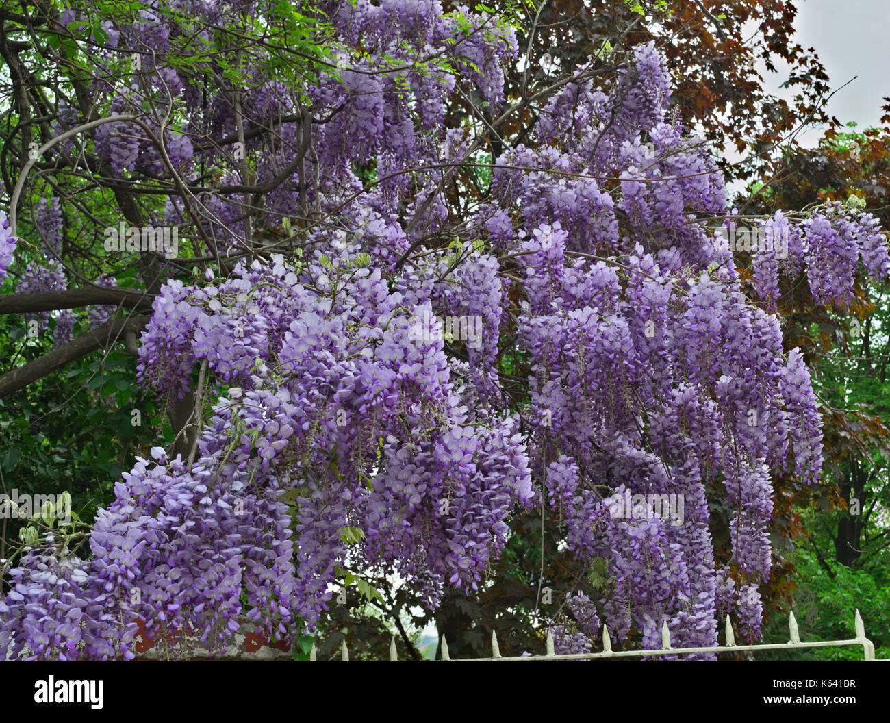 Lilac and magnolia trees hi-res stock photography and images - Alamy