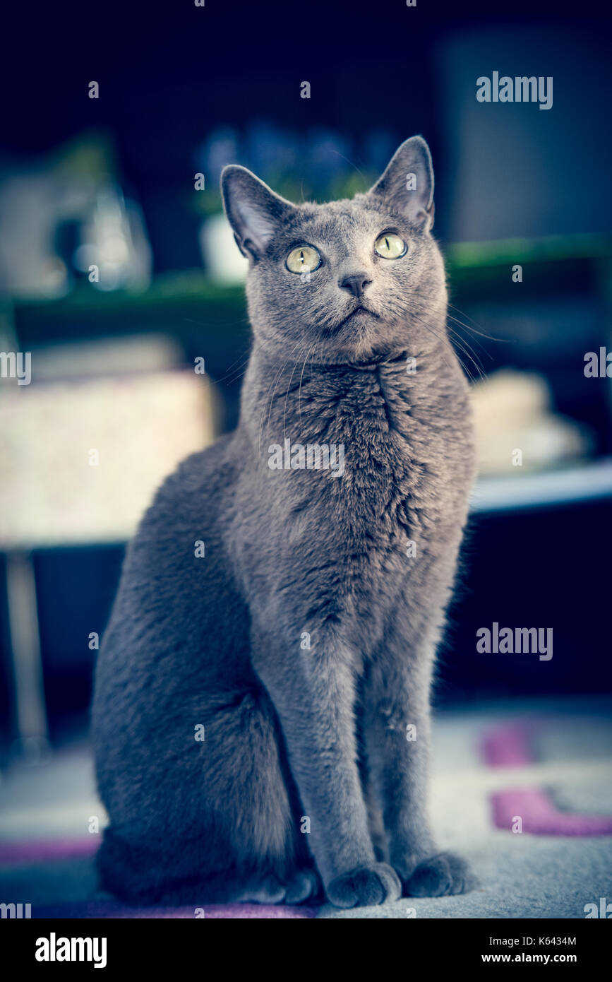 Russian blue cat living at human's home. Pet concept. Stock Photo