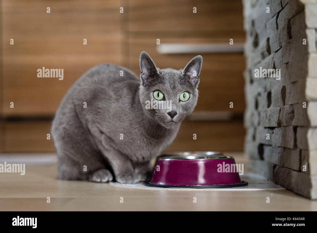 Russian blue cat living at human's home. Pet concept. Stock Photo