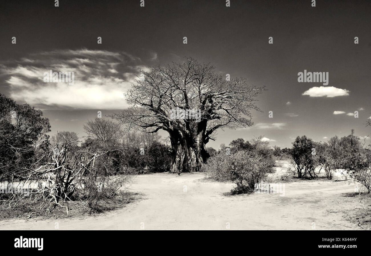 Sepia toned image of a very old African Baobab tree found in an arid region of South Africa Stock Photo