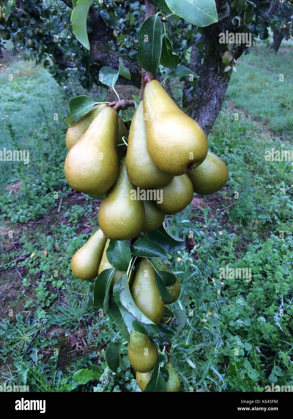 Pears plump hi-res stock photography and images - Alamy