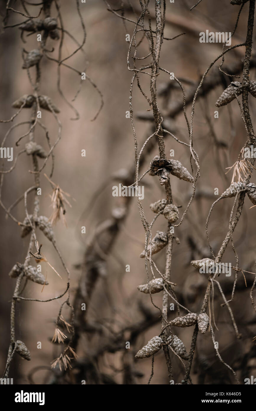 Dry pine branches with a cones on it, hanging like a garland Stock Photo