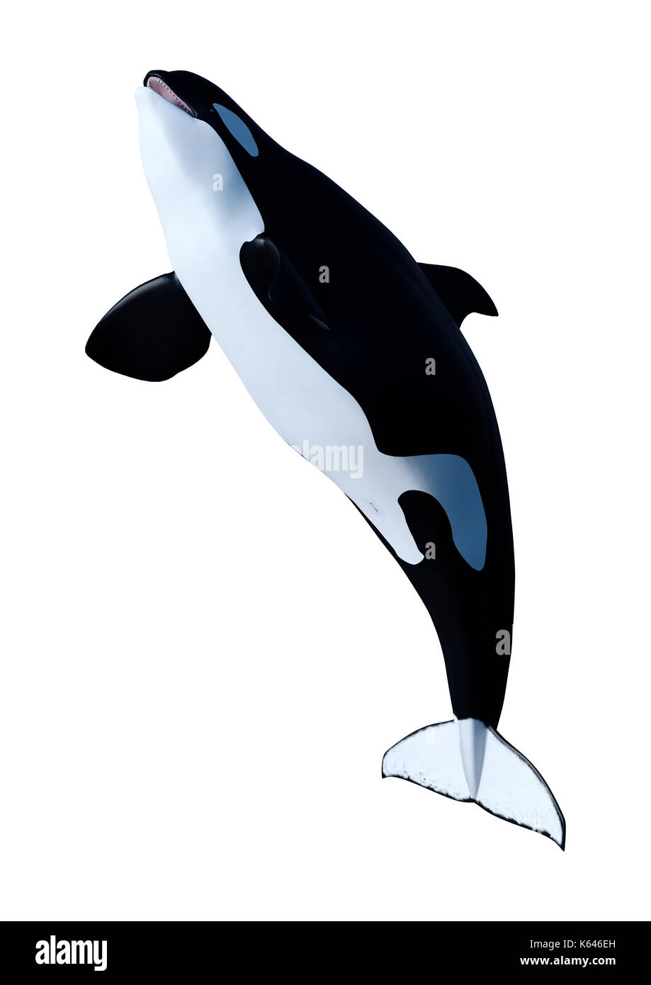 3D Illustration of an orca killer whale calf isolated on white ...