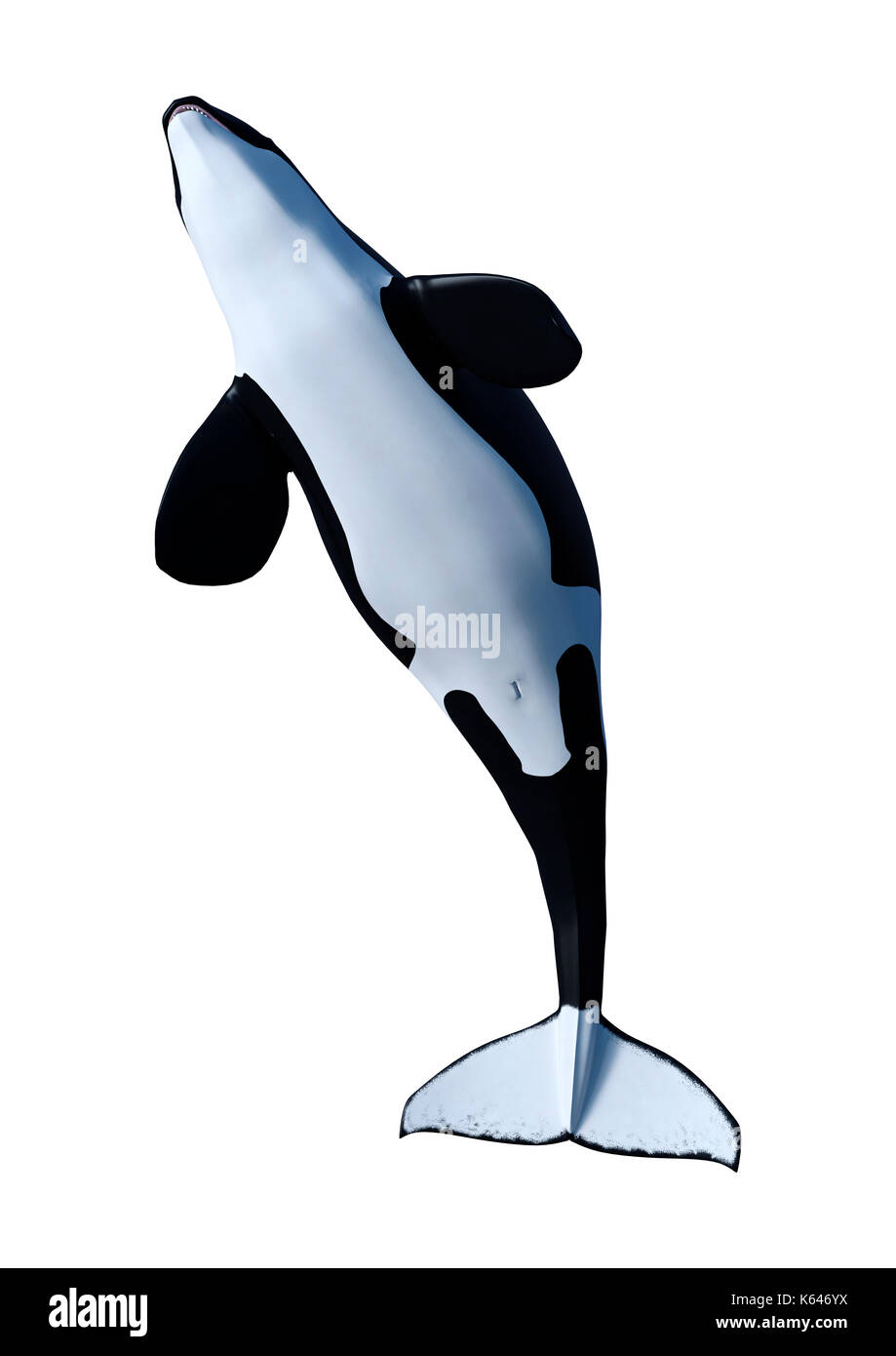 3D rendering of an orca killer whale calf isolated on white background ...