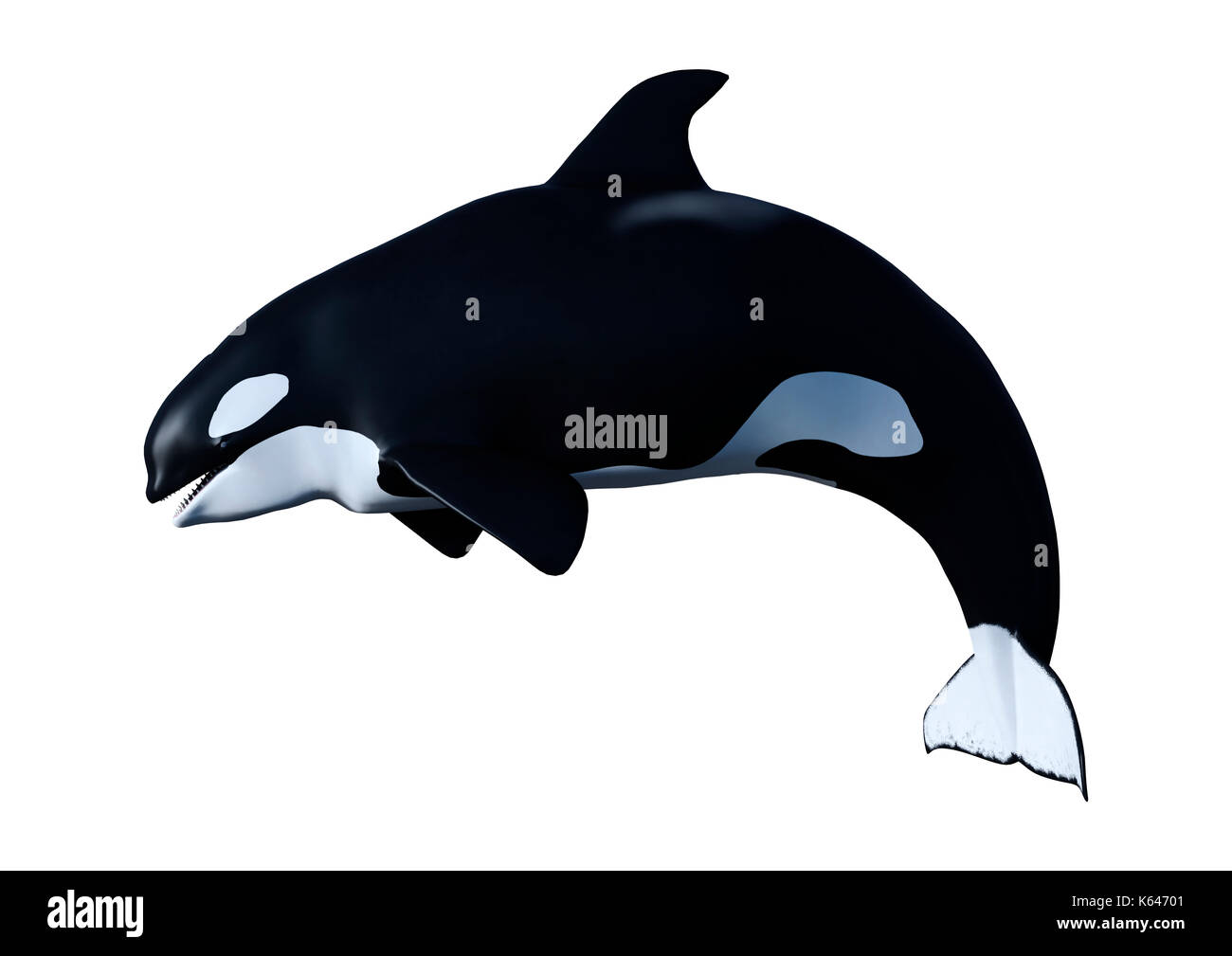 3D rendering of an orca killer whale calf isolated on white background ...