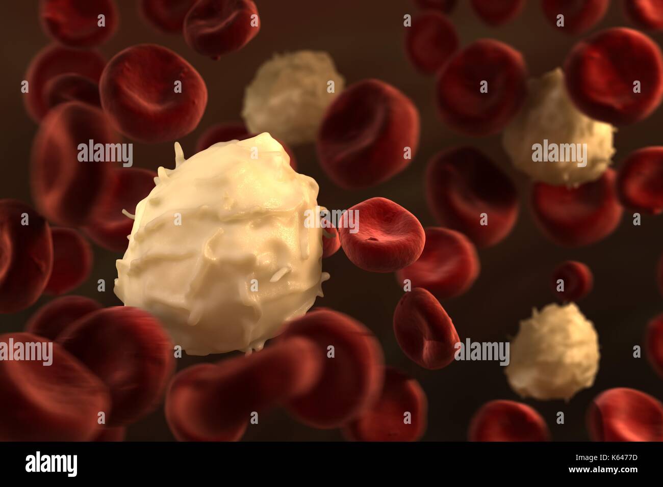 Highly detailed close-up of specialized white blood cell (basophil) flowing in blood stream. Stock Photo