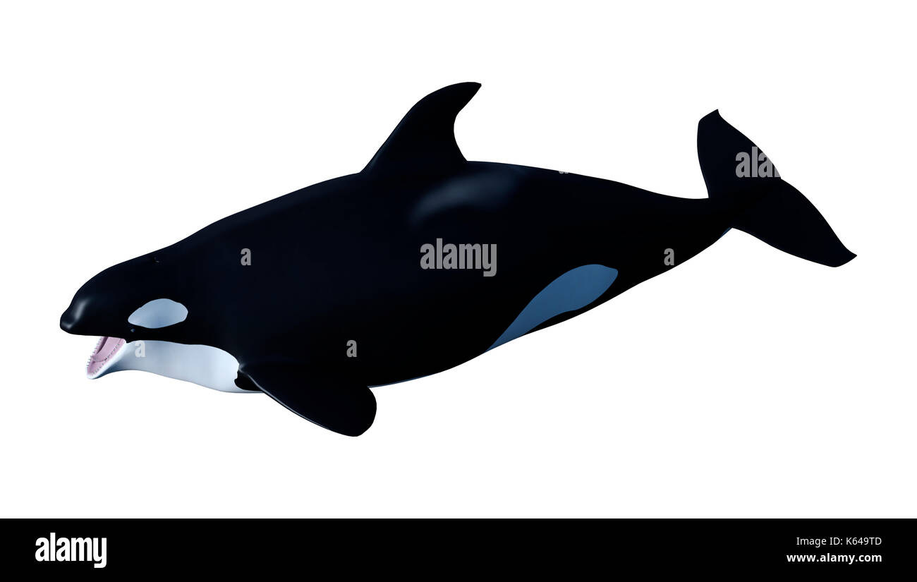 3D rendering of an orca killer whale calf isolated on white background ...
