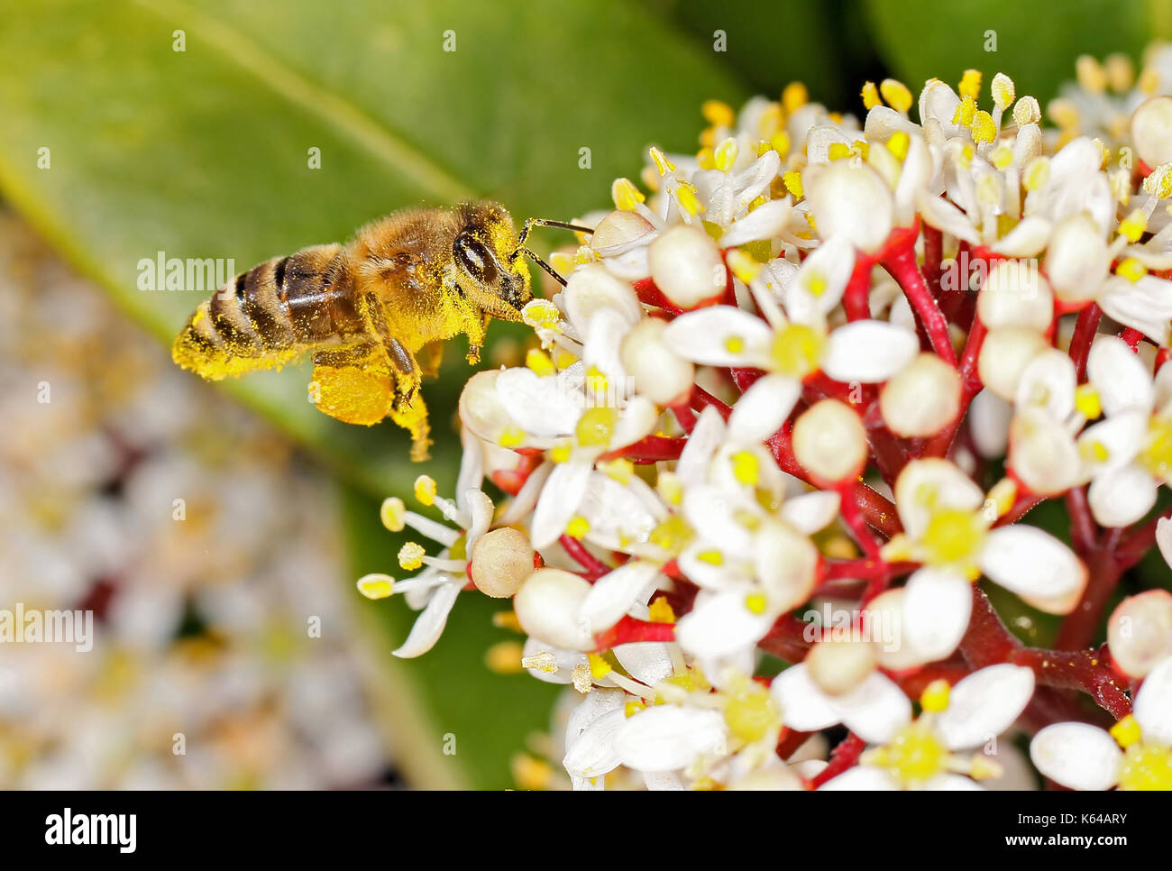 Pollen gathering hi-res stock photography and images - Alamy