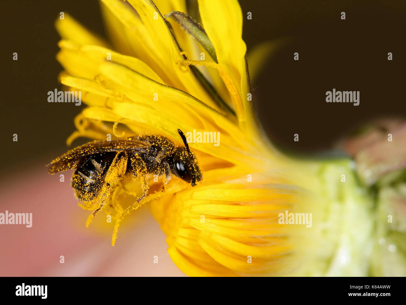 Honey bee collecting pollen Stock Photo Alamy