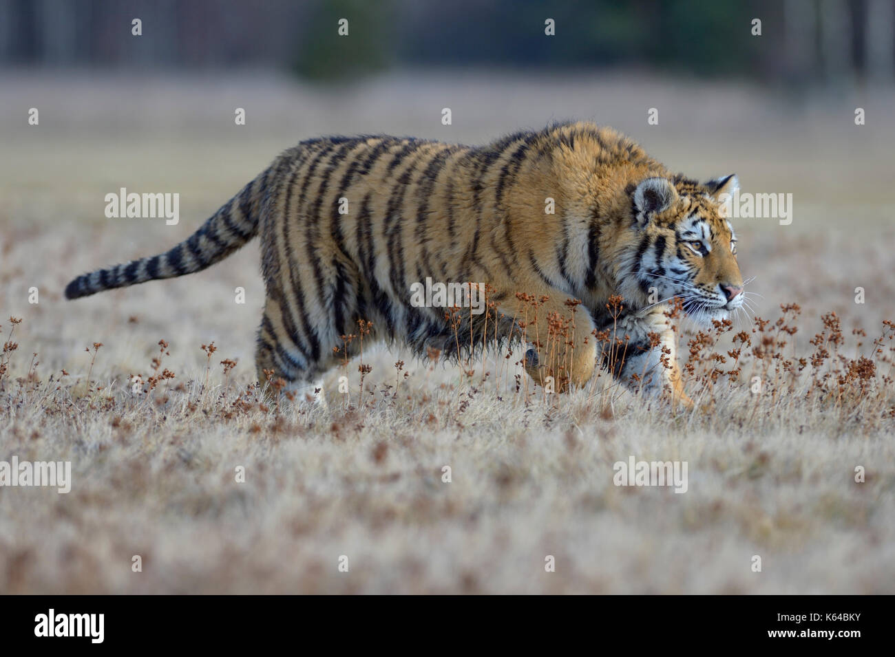 Siberian tiger (Panthera tigris altaica), jumping in a nearby meadow, captive, Moravia, Czech Republic Stock Photo
