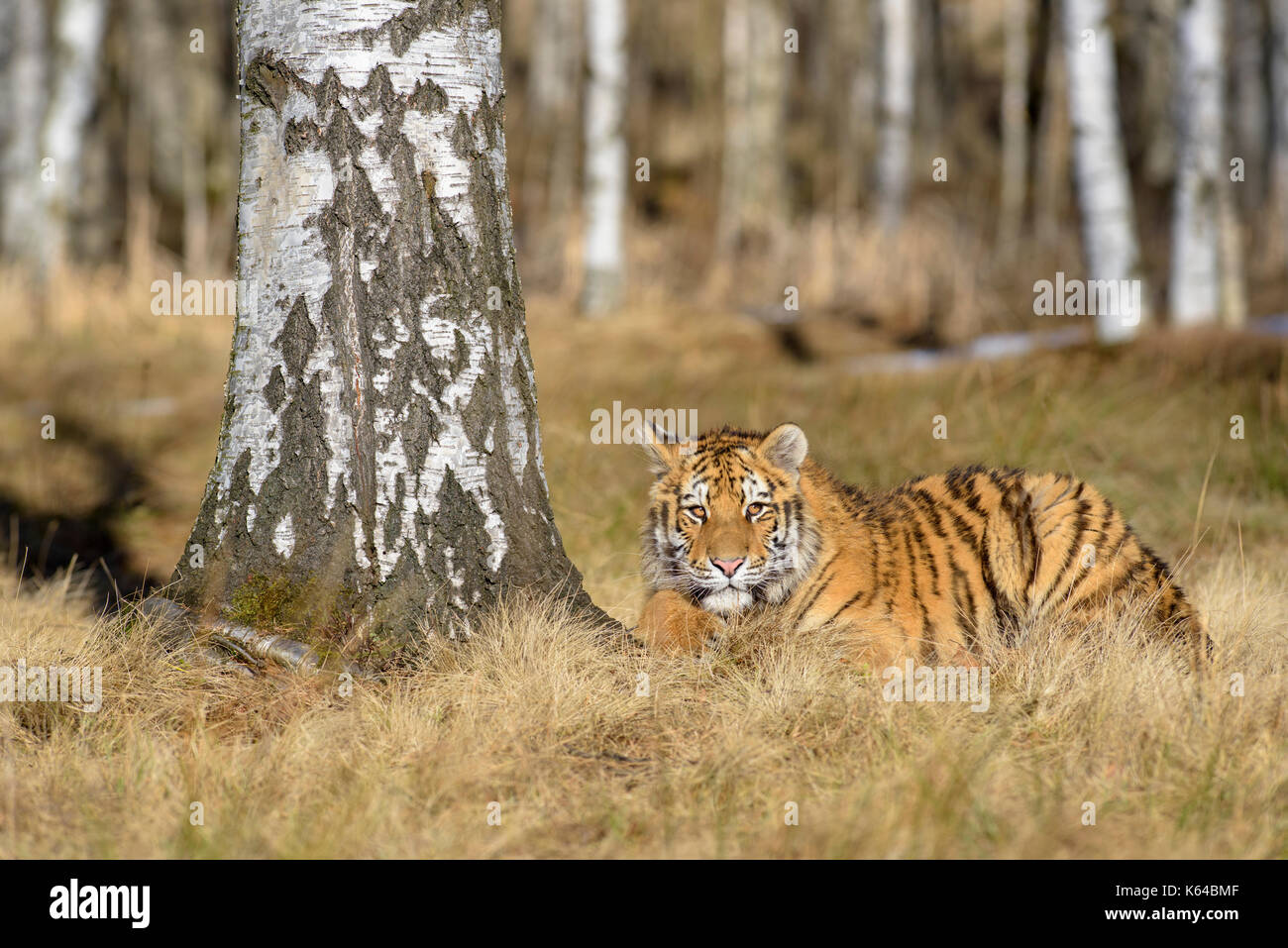 Siberian tiger (Panthera tigris altaica), resting on a birch, captive, Moravia, Czech Republic Stock Photo