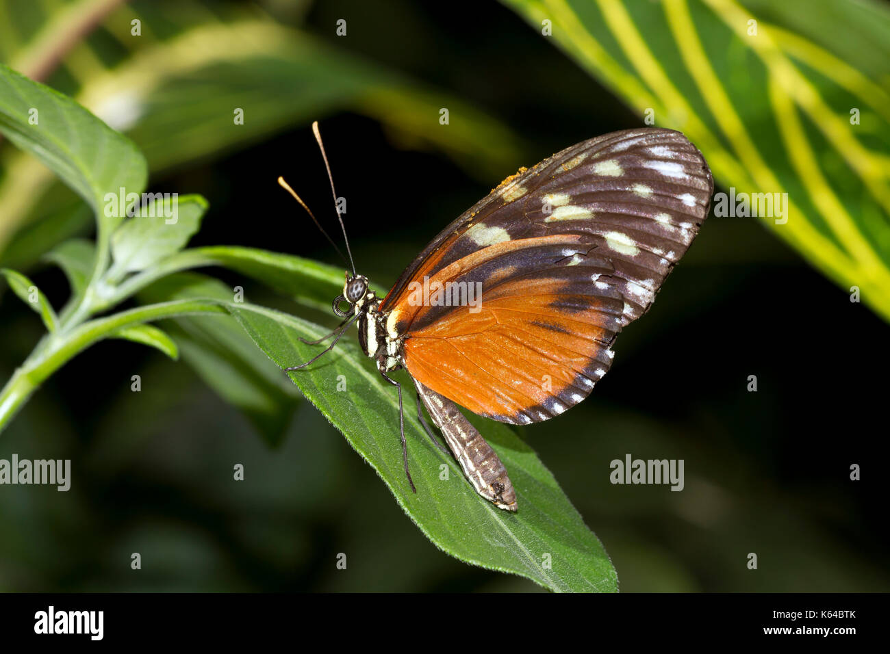 Tiger Longwing (Heliconius hecale), captice Stock Photo