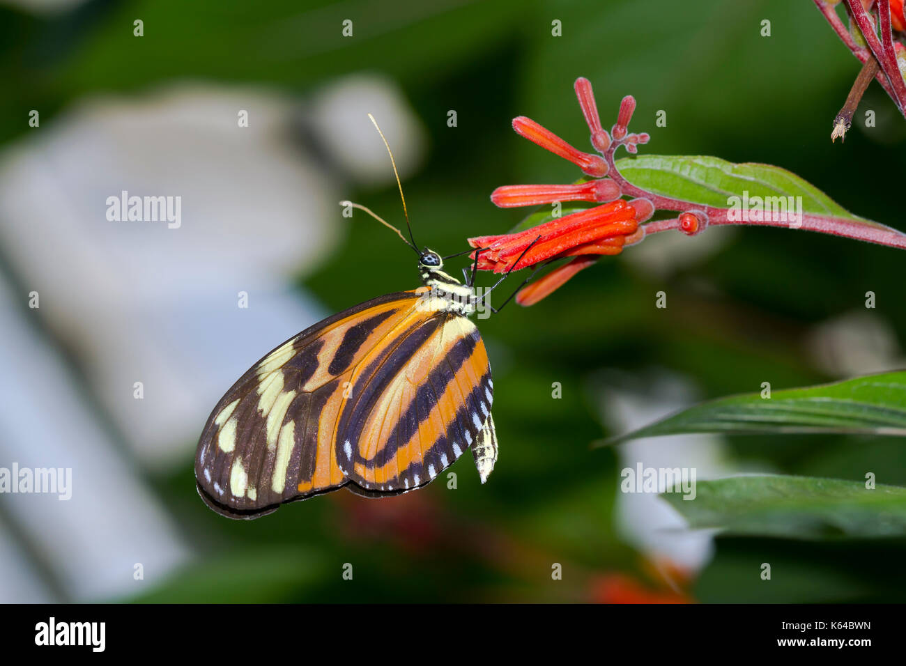 Passion flower butterfly (Heliconius hecale zuleika) on blossom, captive Stock Photo