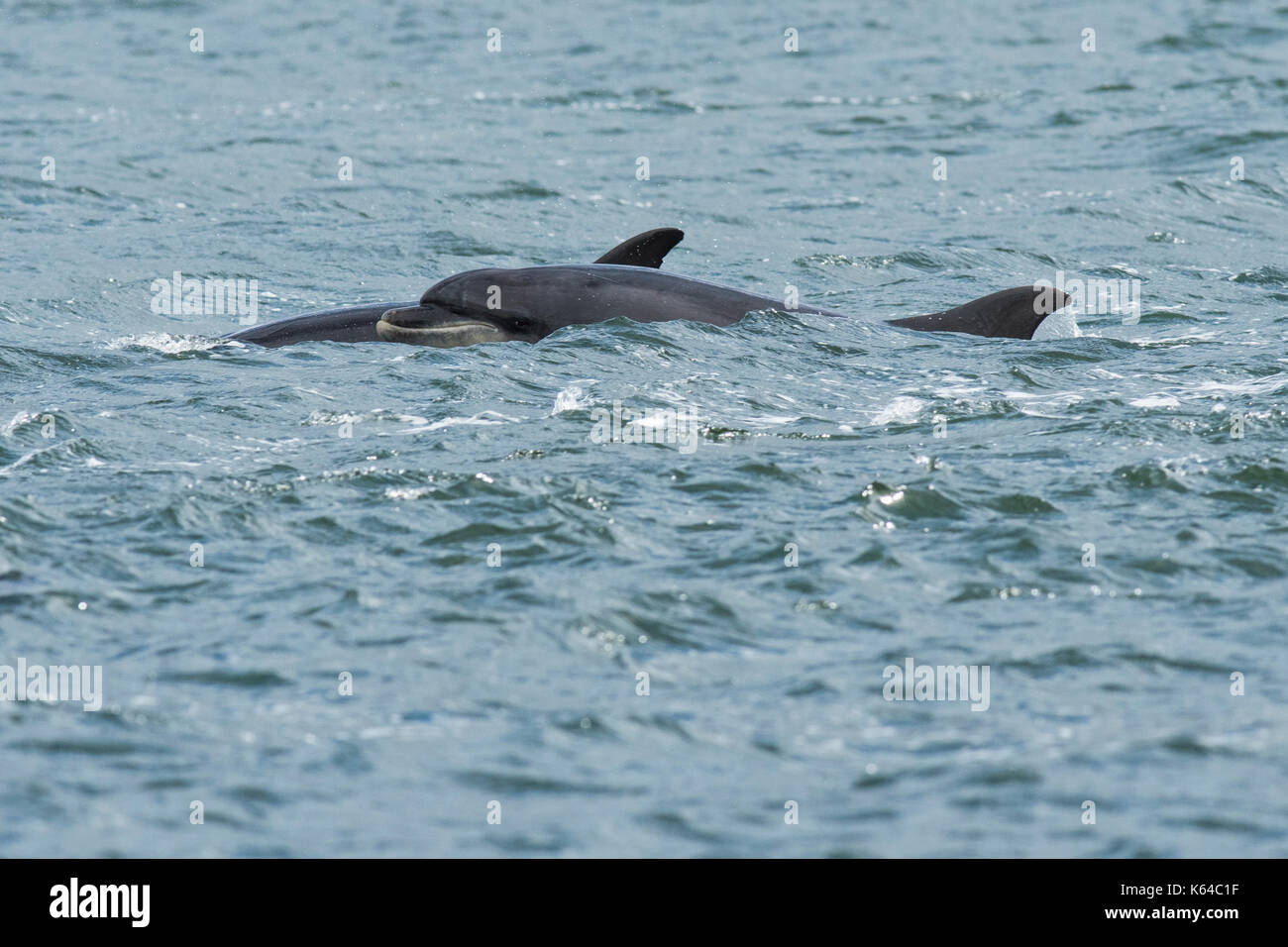 Bottlenose dolphins (Tursiops truncatus) in Bay, Chanonry Point, Moray Firth, Inverness, Scotland Stock Photo