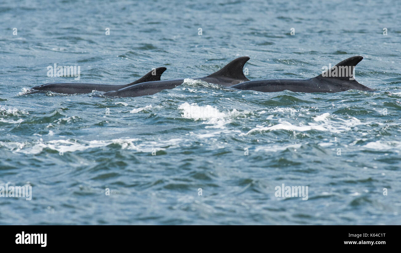 Bottlenose dolphins (Tursiops truncatus), dorsal fins, Chanonry Point, Moray Firth, Inverness, Scotland Stock Photo