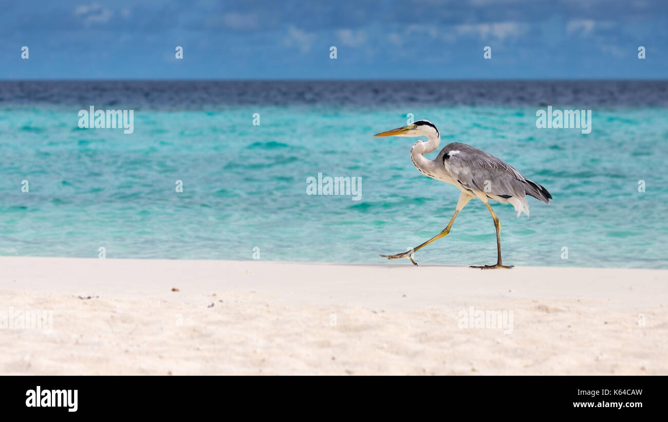 Grey Heron (Area cinerea) waling on the beach, Gangehi Island, Ari ...