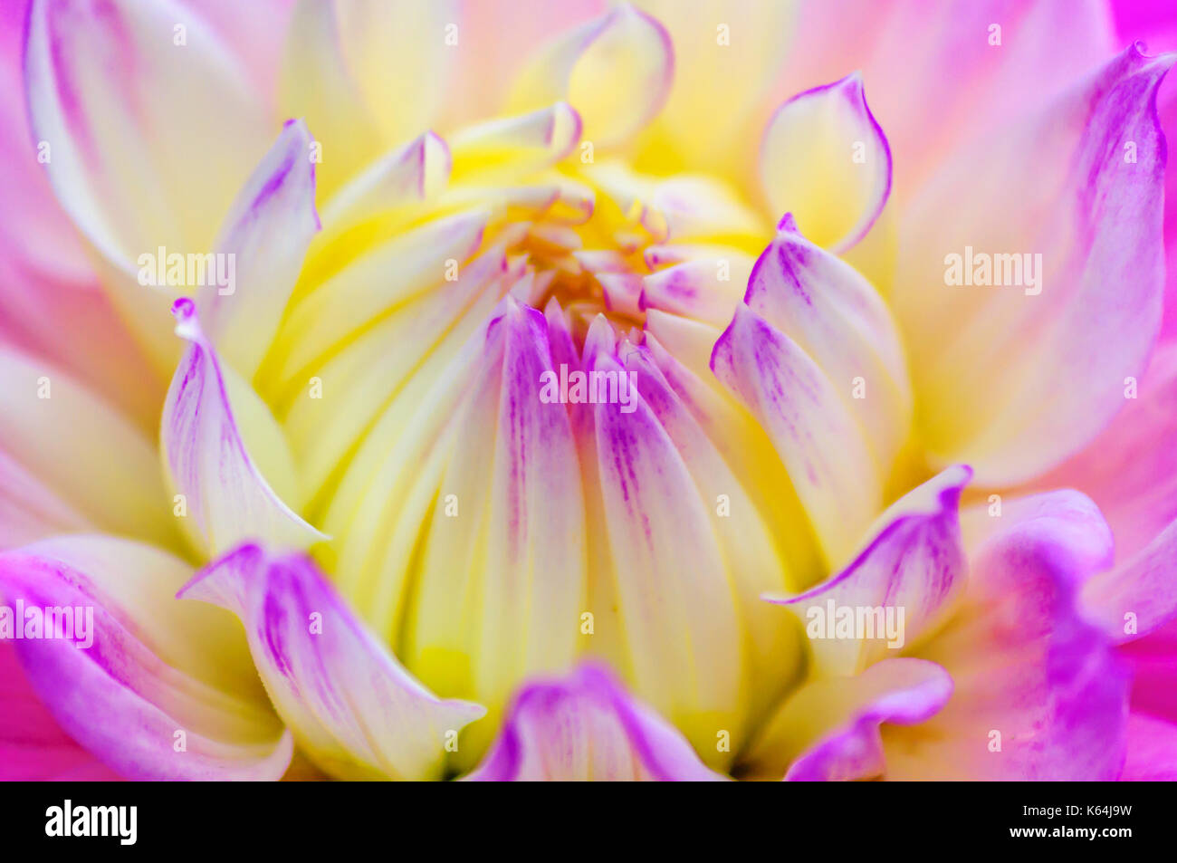 Glasgow, Scotland, UK. 11th Sep, 2017. UK Weather Floral display in
