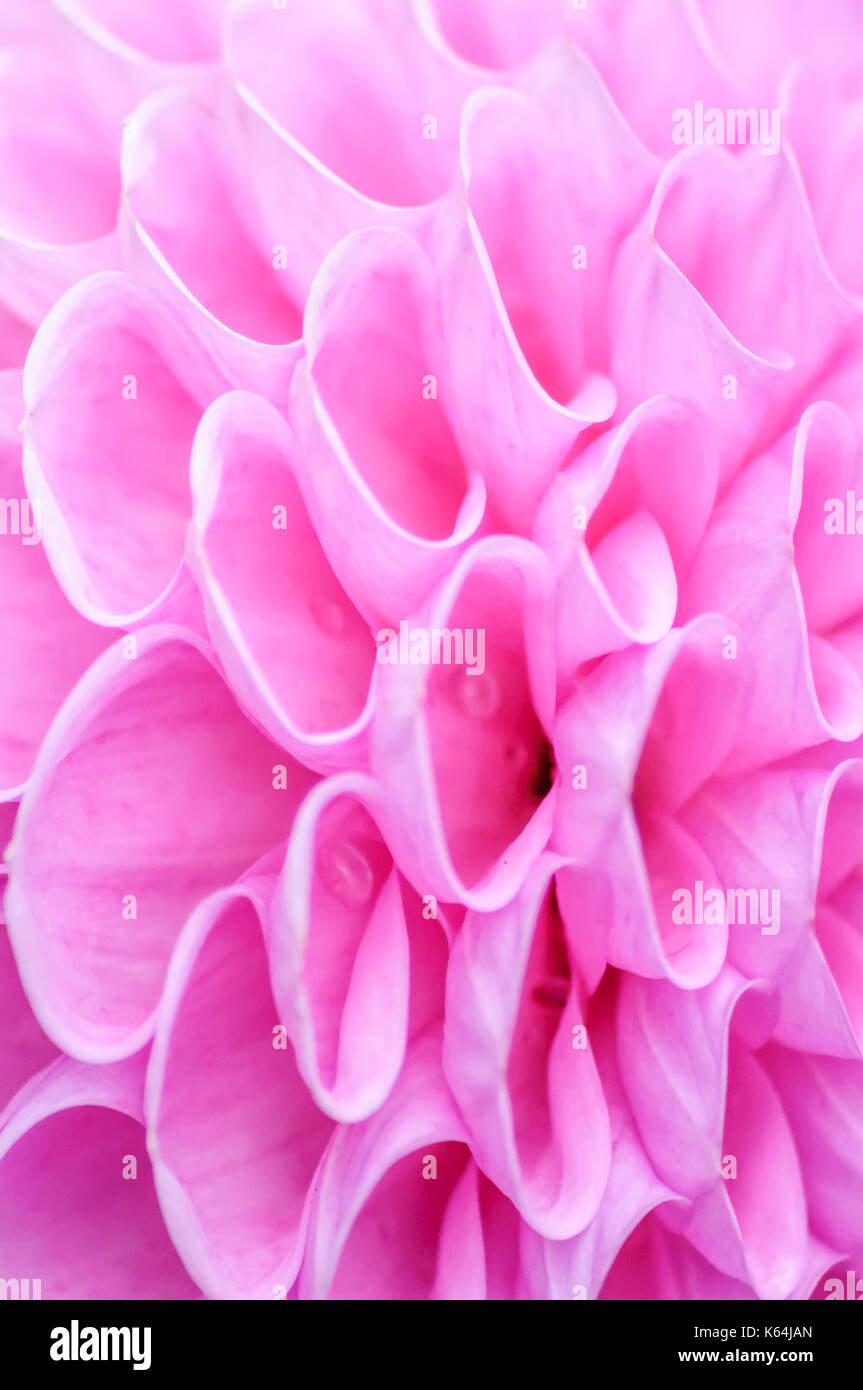 Glasgow, Scotland, UK. 11th Sep, 2017. UK Weather Floral display in