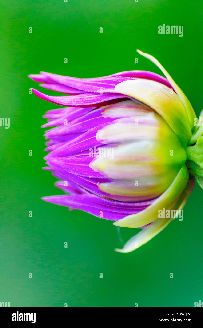 Glasgow, Scotland, UK. 11th Sep, 2017. UK Weather Floral display in