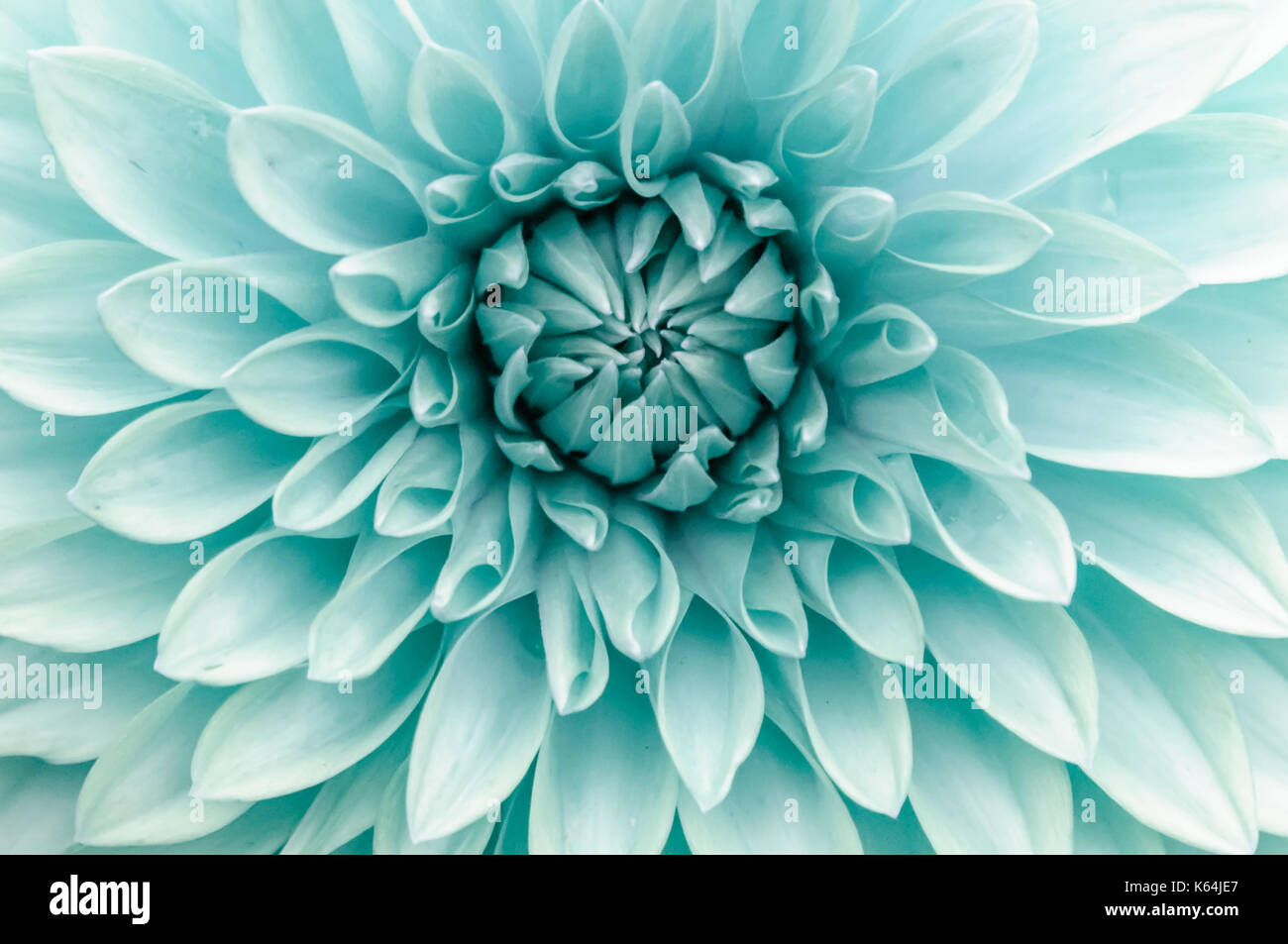 Glasgow, Scotland, UK. 11th Sep, 2017. UK Weather Floral display in