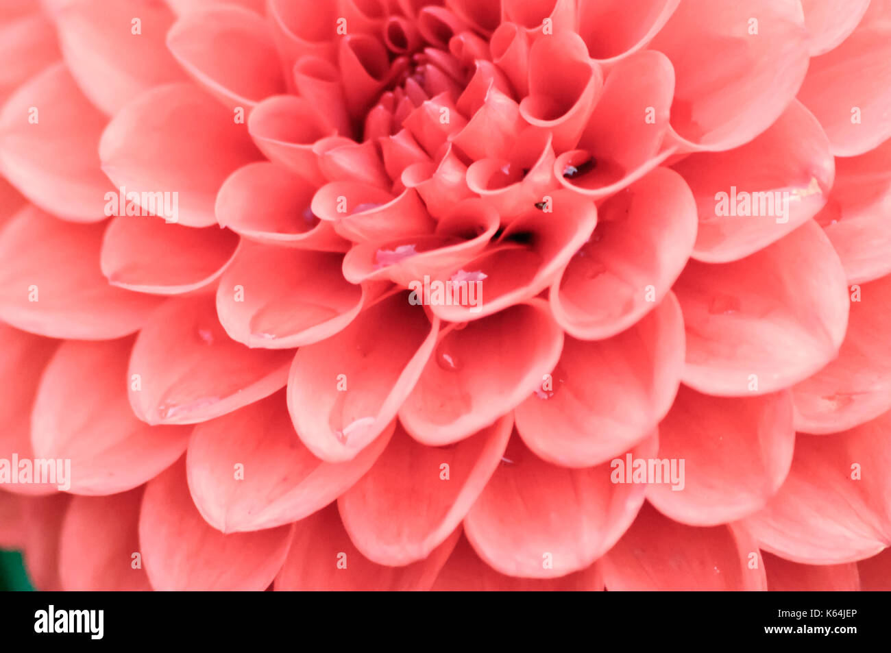 Glasgow, Scotland, UK. 11th Sep, 2017. UK Weather Floral display in