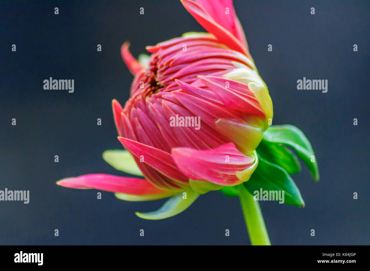 Glasgow, Scotland, UK. 11th Sep, 2017. UK Weather Floral display in