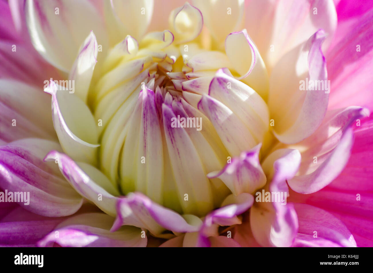 Glasgow, Scotland, UK. 11th Sep, 2017. UK Weather Floral display in