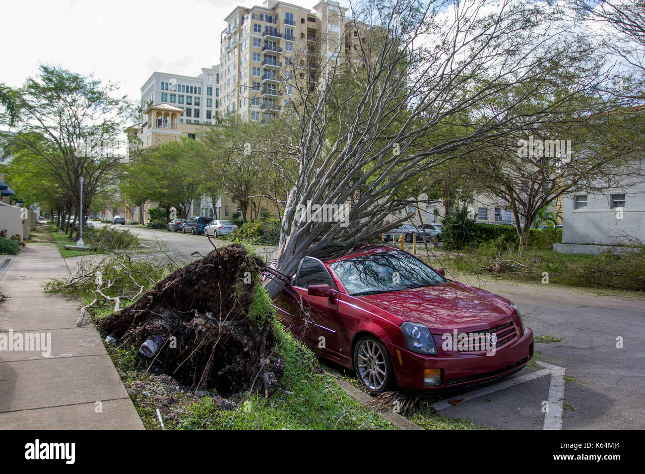Miami, Florida, USA. 11th Sep, 2017. A car is crushed under an uprooted tree following Hurricane Irma in Miami, FL, Monday, September 11, 2017. Credit: Michael Candelori/Alamy Live News Stock Photo