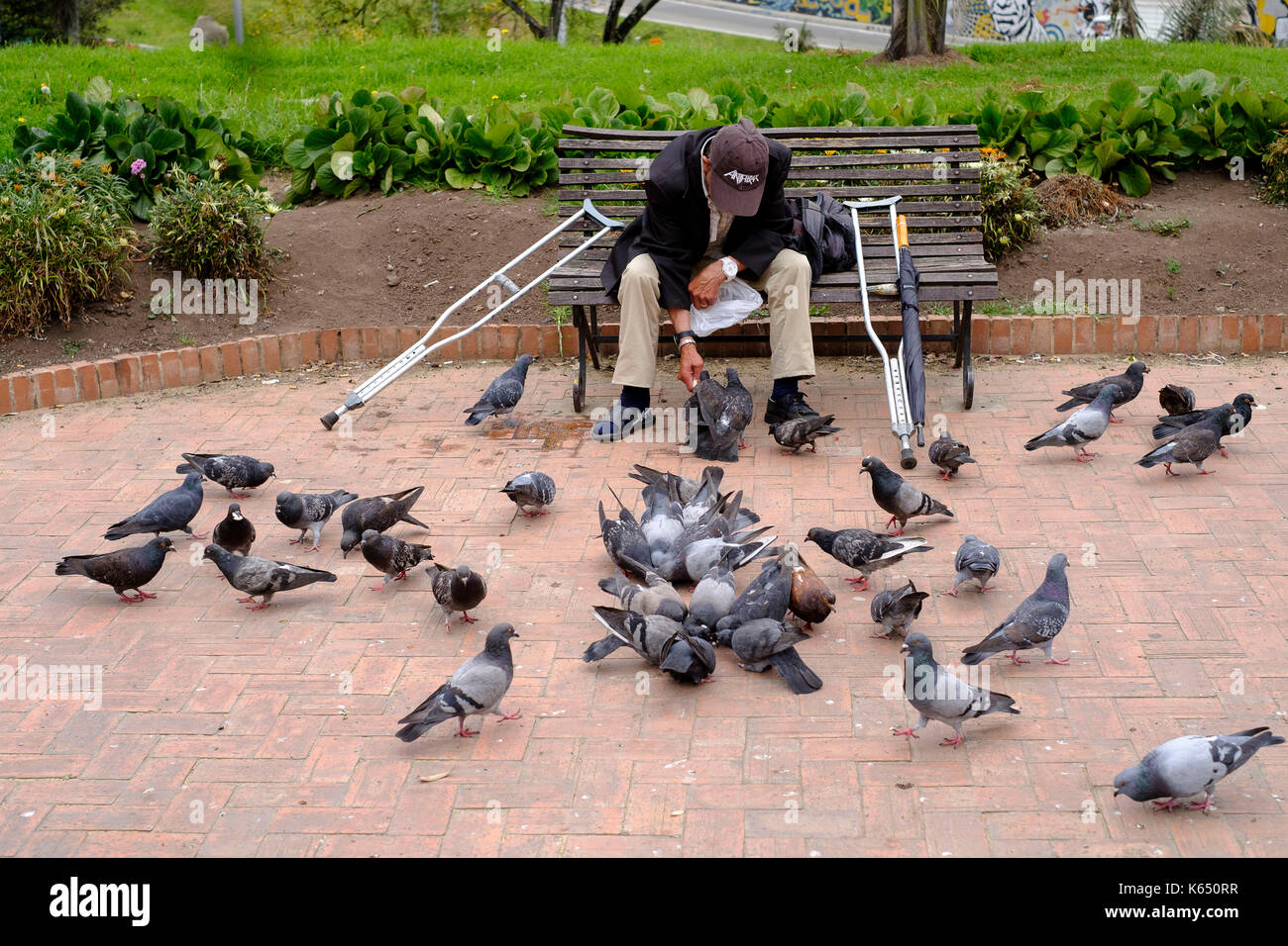 Colombia: Bogota. Old disabled man, alone with his crutches, sitting on a bench, feeding pigeons in the San Diego Park (Parque publico San Diego) Stock Photo