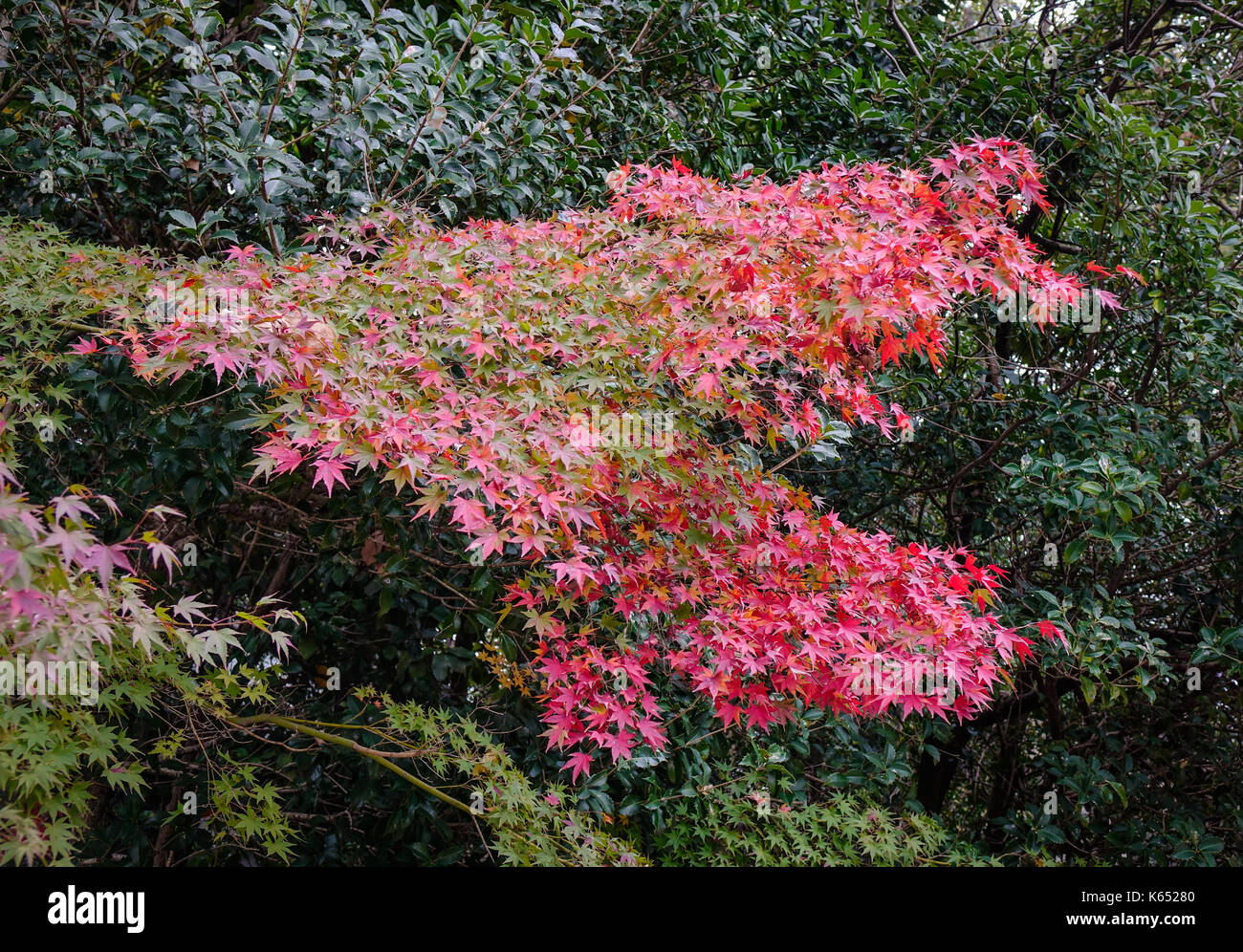Autumn scenery with many trees at the rainy day in Osaka, Japan Stock ...