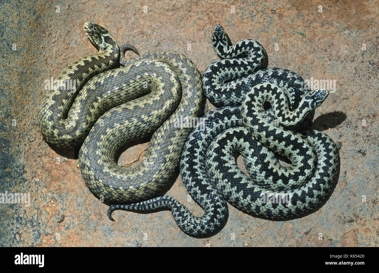 Adders or Northern Vipers Vipera berus. Sexually dimorphic in colour. Two males with a single female. On a rusting metal sheet. Ectothermic. Stock Photo