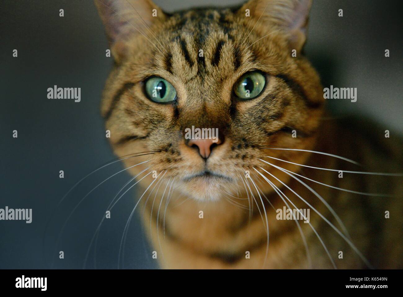 Tabby cat brown close up Stock Photo