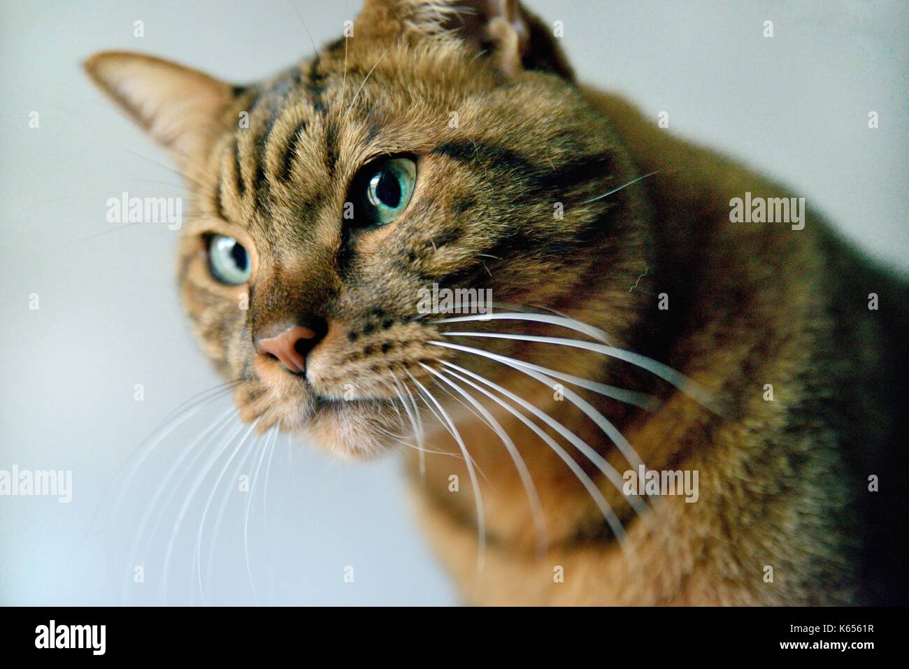 Tabby cat brown close up Stock Photo