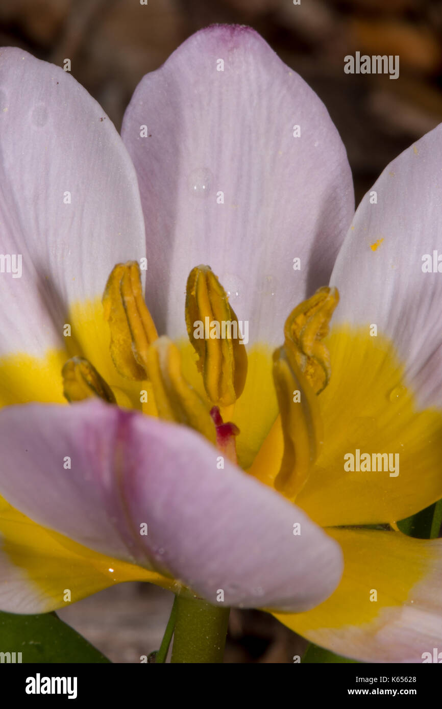 Stigma of Purple and Yellow Flower vertical image Stock Photo - Alamy