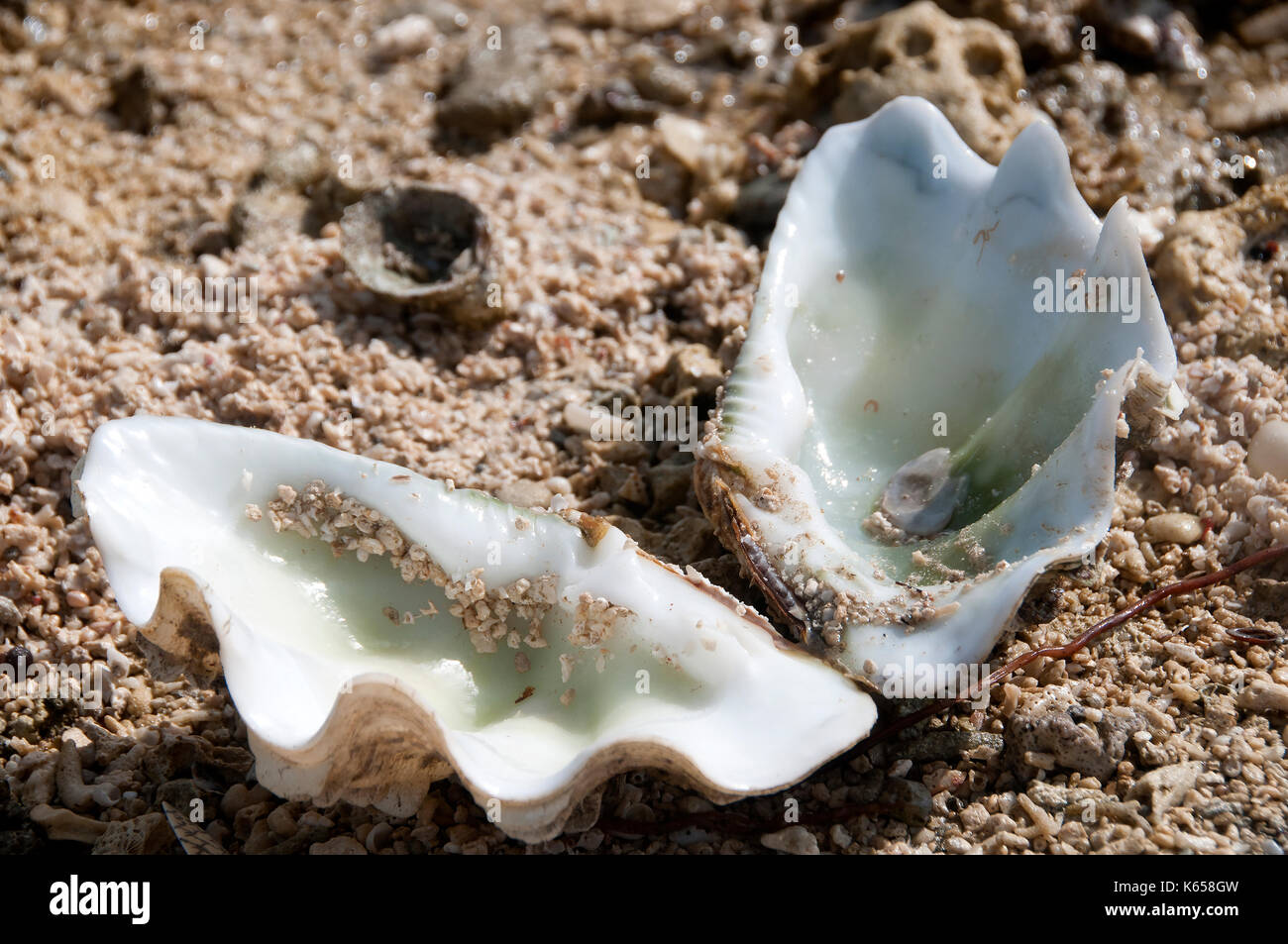 Shell out Stock Photo Alamy
