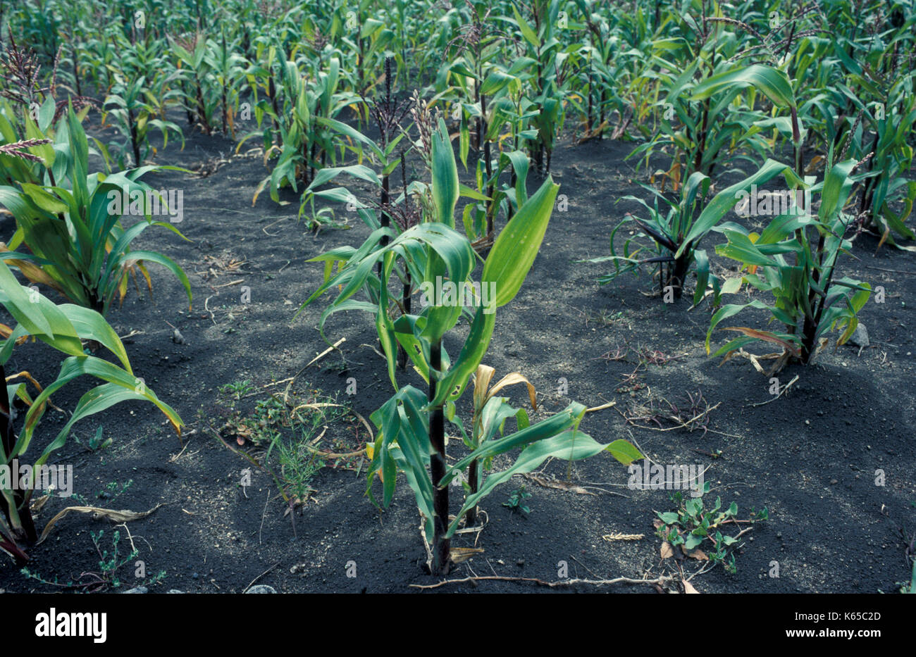 Maize Crops, Ecuador, agricultural, food, growing, Stock Photo