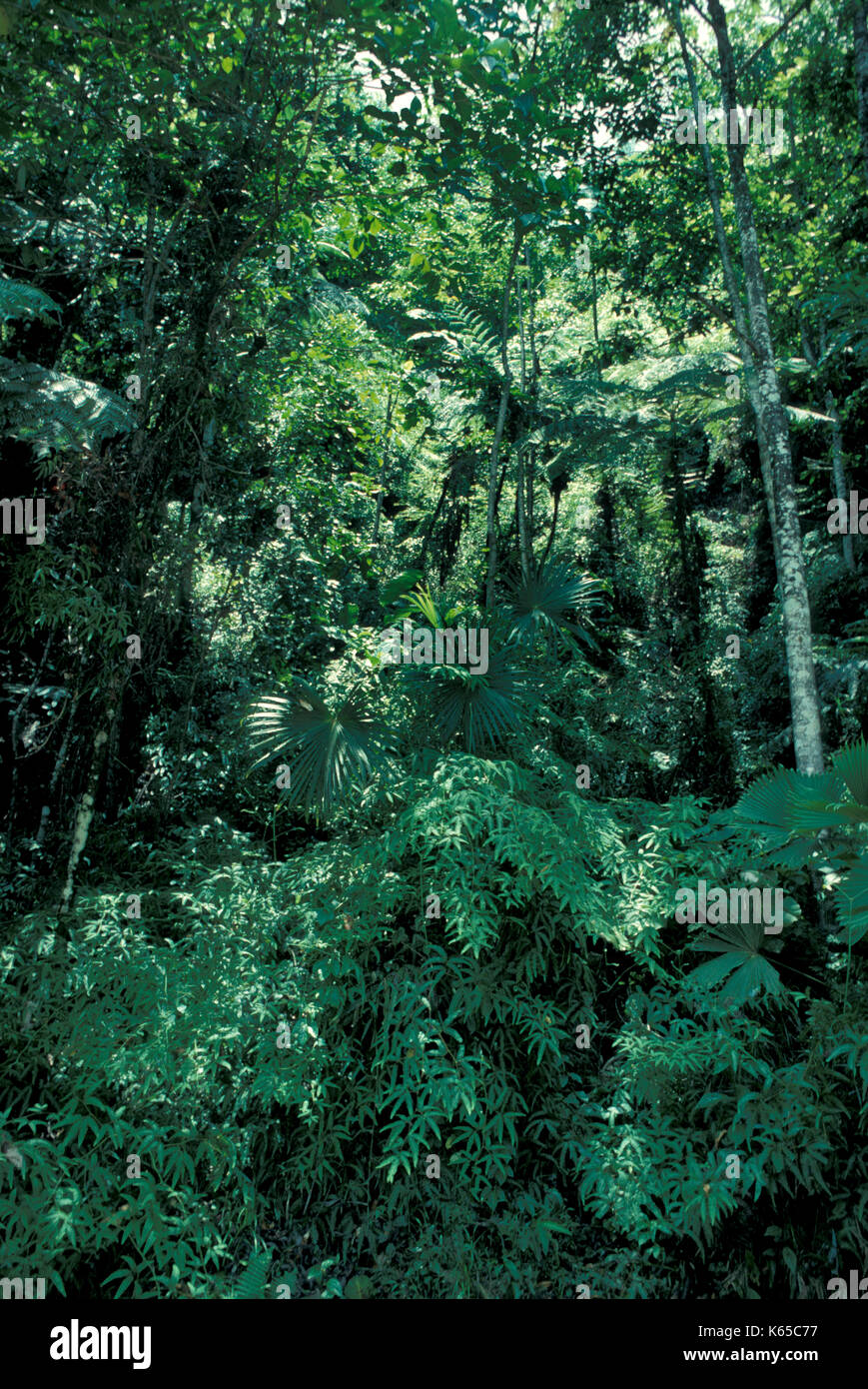 Monteverde Cloud Forest Preserve, Costa Rica, rainforest, green, trees, Continental Divide at