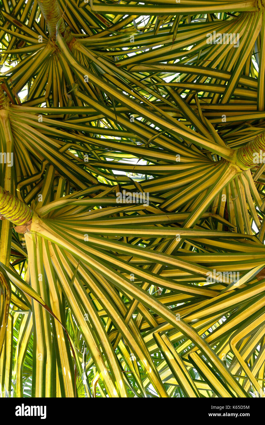 Pandanus sanderi hires stock photography and images Alamy