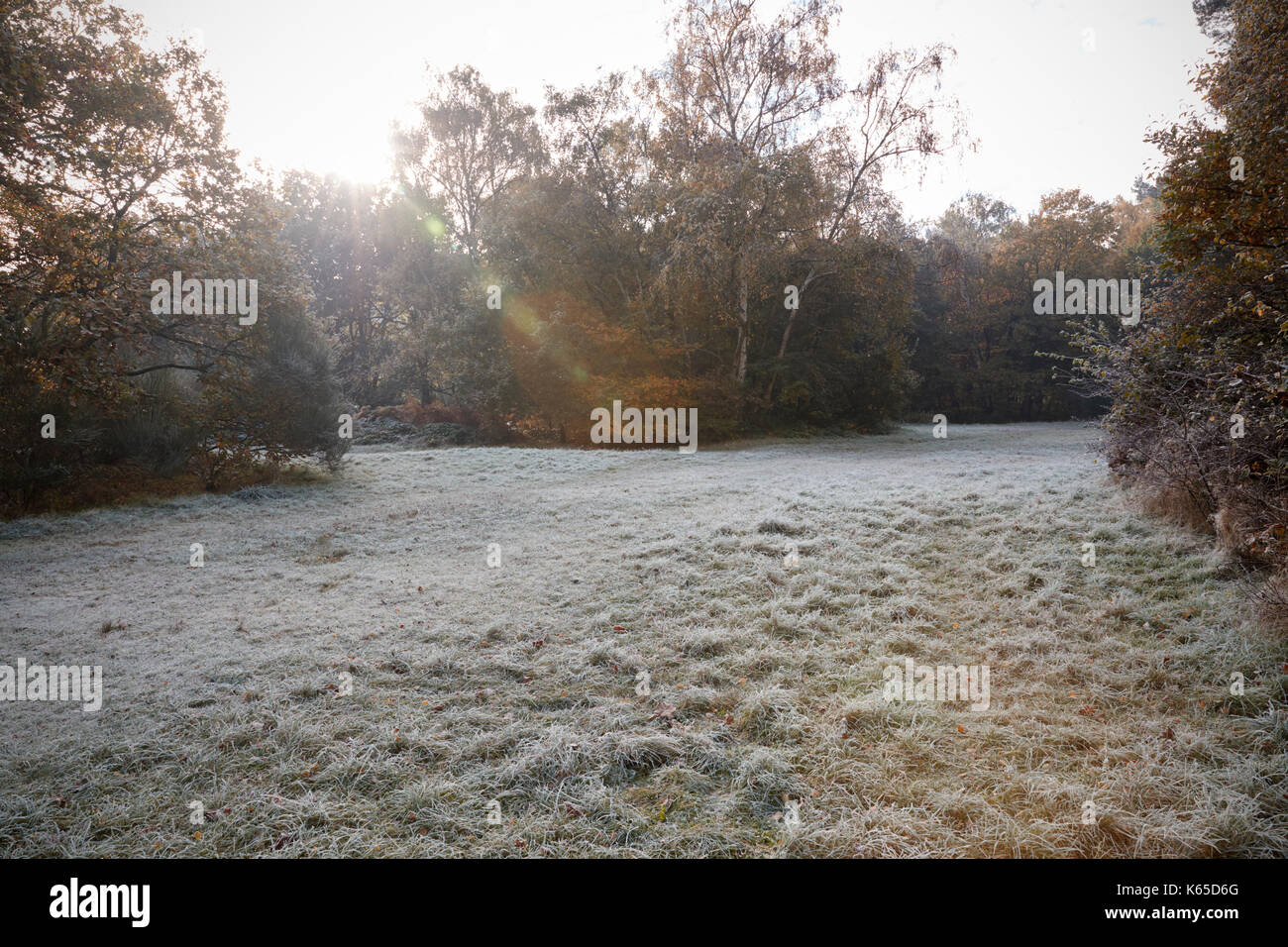 Burnham beeches uk hires stock photography and images Alamy
