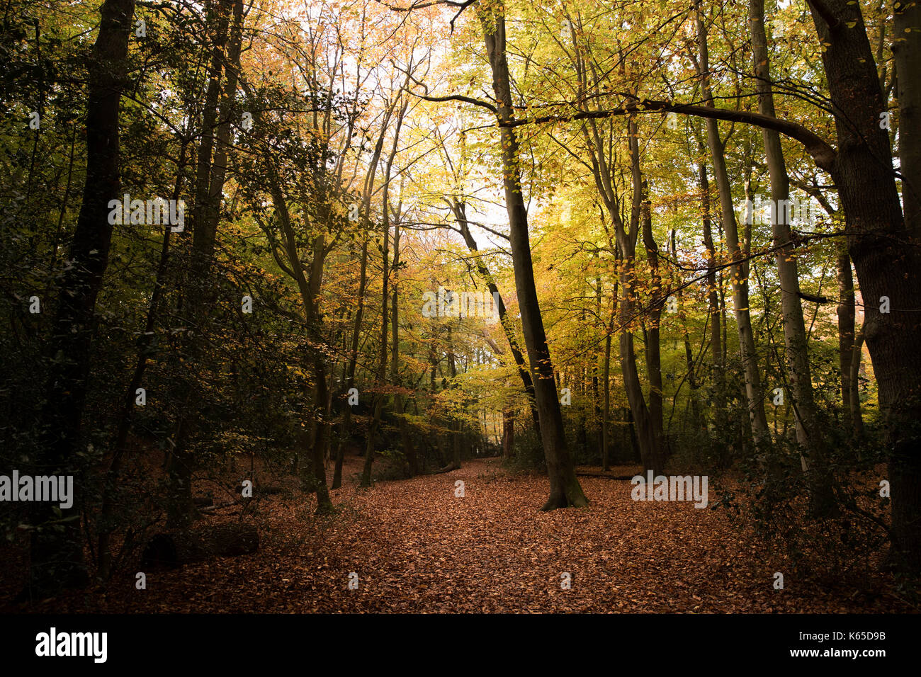 Burnham Beeches, UK 7 November 2016 Dense Woodland At Burnham