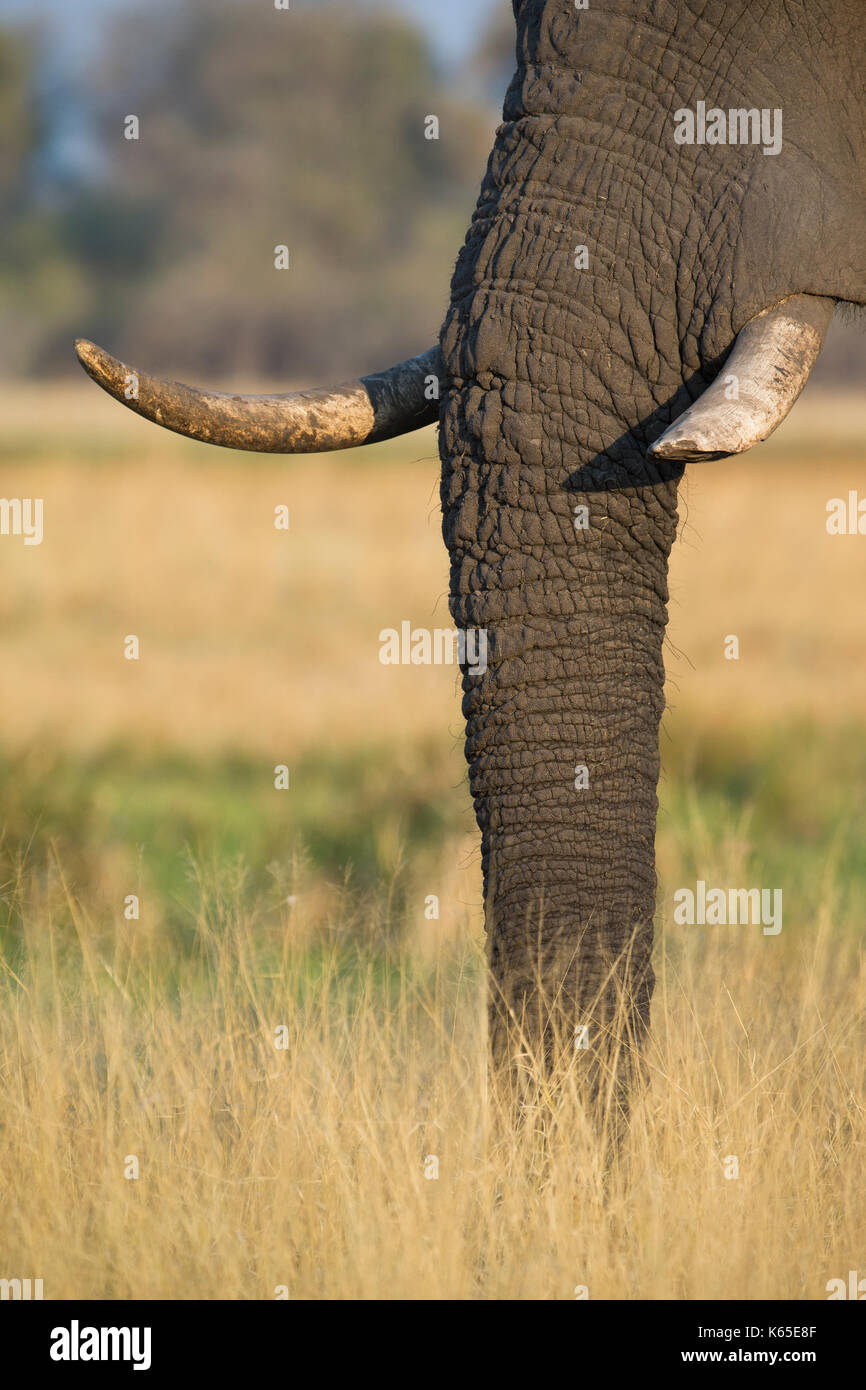 elephant trunk with tusksm Stock Photo