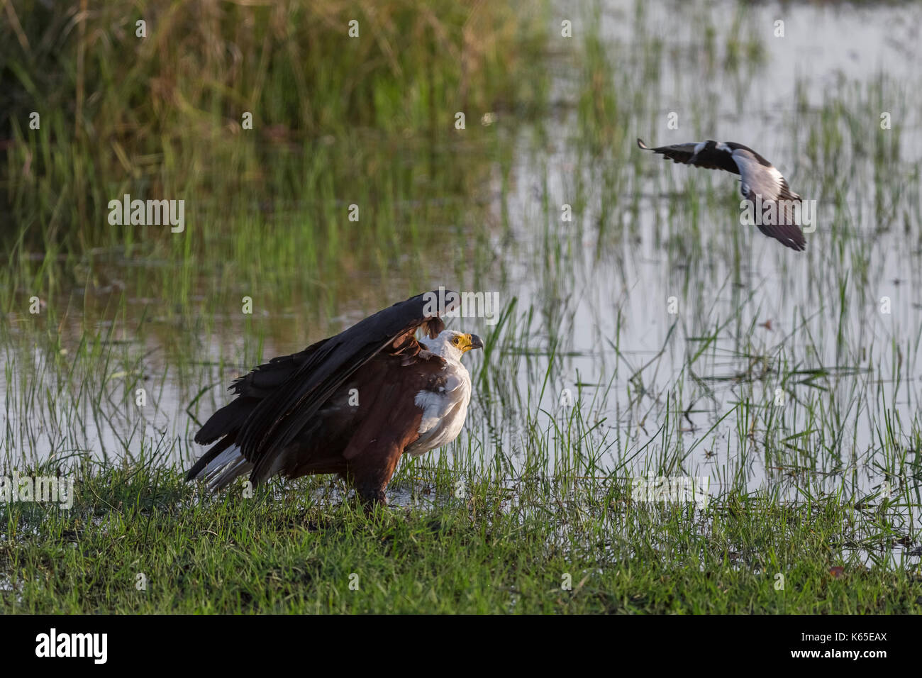 African Fish eagle, (Haliaeetus vocifer) being attacked by Plover, (Charadriinae) in Kwai, Botswana Stock Photo