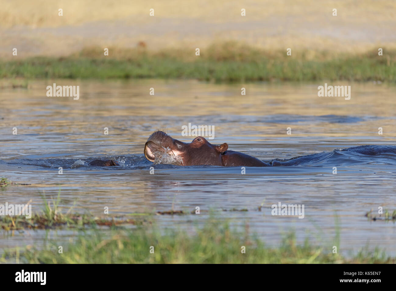 Young hippo in Kwai River, Botswana Stock Photo