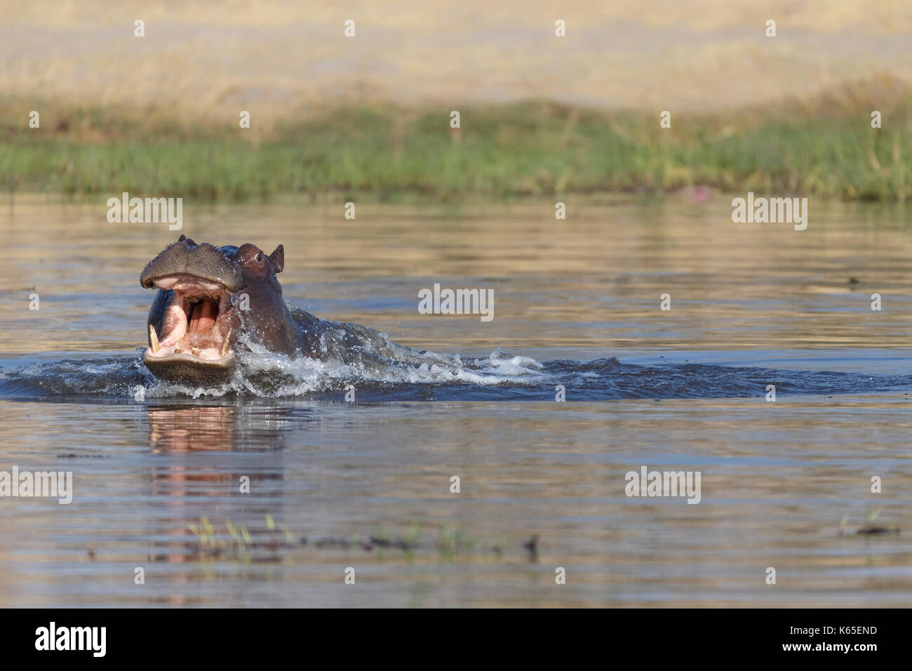 young hippo's playfighting in Kwai River, Botswana Stock Photo